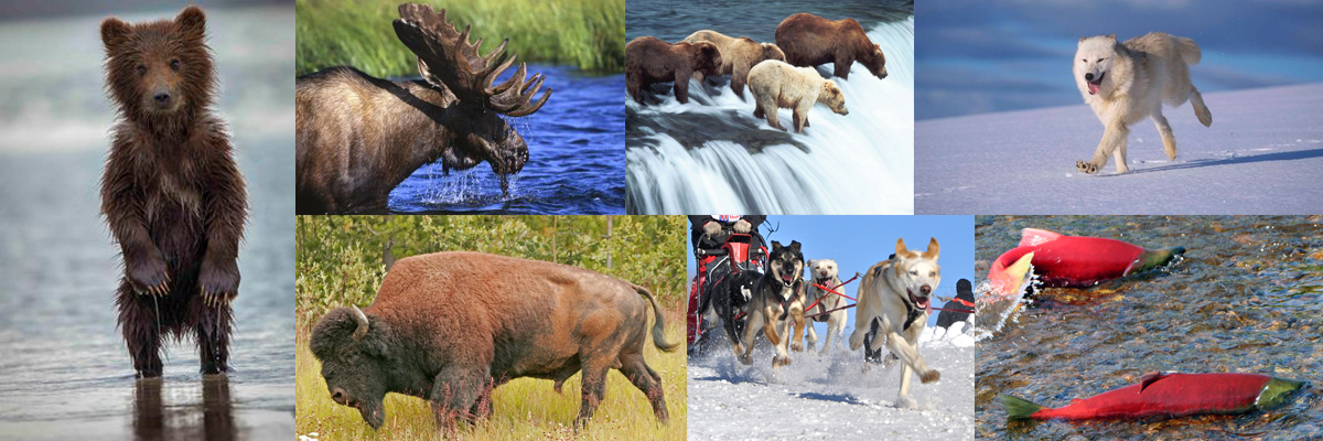 Alaska Homes for Sale by Brooke banner, views of Alaska