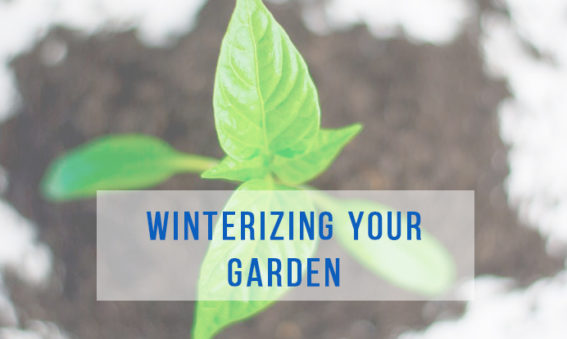 Prepare your garden for winter in Alaska | Gardens in Alaska