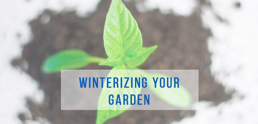 Winter is coming: Time to Put Your Garden to Bed