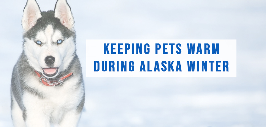 Keeping Pets Warm During Alaska Winter