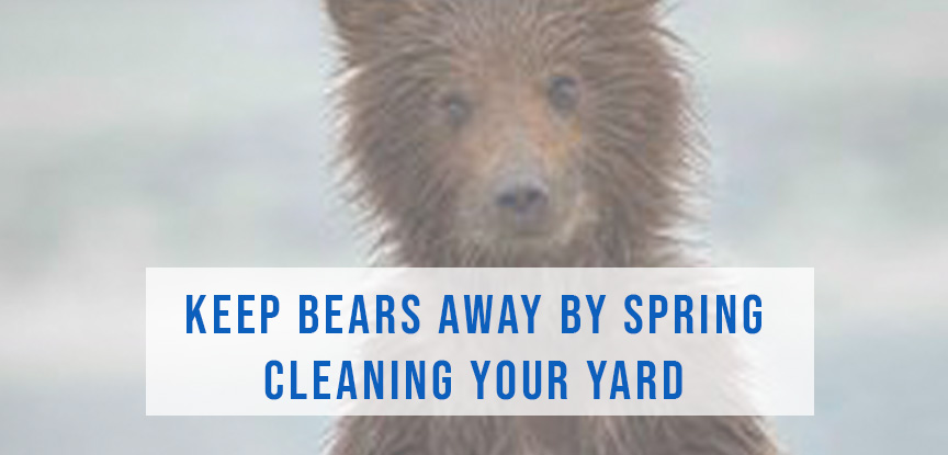 Keep bears away by spring cleaning your yard