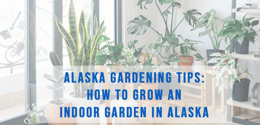 Indoor Garden in Alaska | How to Grow a Garden Indoors | Alaska Homes by Brooke