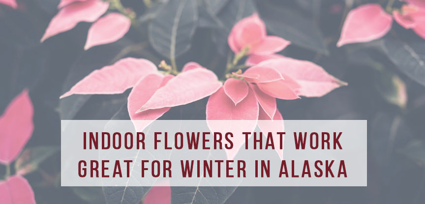 Indoor flowers that work great for winter in Alaska